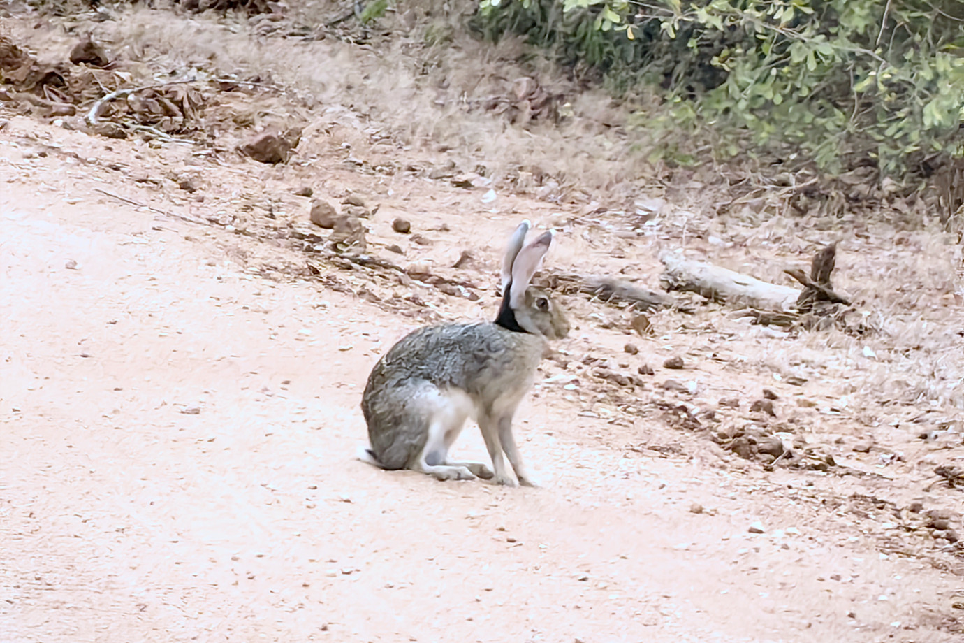 斯里蘭卡-雅拉國家公園 Yala National Park (動物之旅)